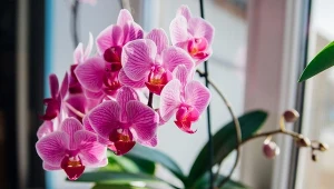 Zamiast do kosza wrzuć do storczyka. Wypuści kwiaty jeden po drugim