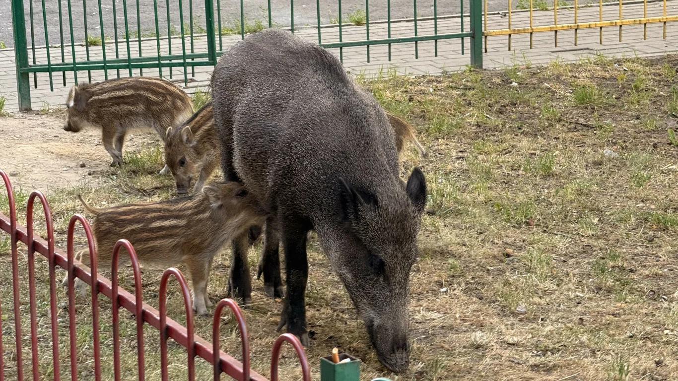dzika locha z kilkoma pasiastymi warchlakami przeszukującymi ziemię przy ogrodzeniu na osiedlu