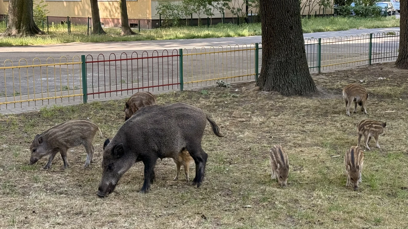 Dorosła locha dzika z grupą warchlaków żeruje na trawniku w pobliżu drzew, tuż przy ogrodzeniu oddzielającym teren zielony od ulicy.