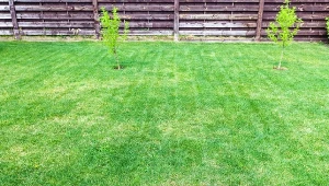 2 łyżki na wiadro wody. Pędraki znikną, a trawnik się zazieleni 