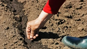 Wysiew warzyw do gruntu można rozpocząć już w marcu, jednak to kwiecień jest optymalnym terminem dla wielu gatunków