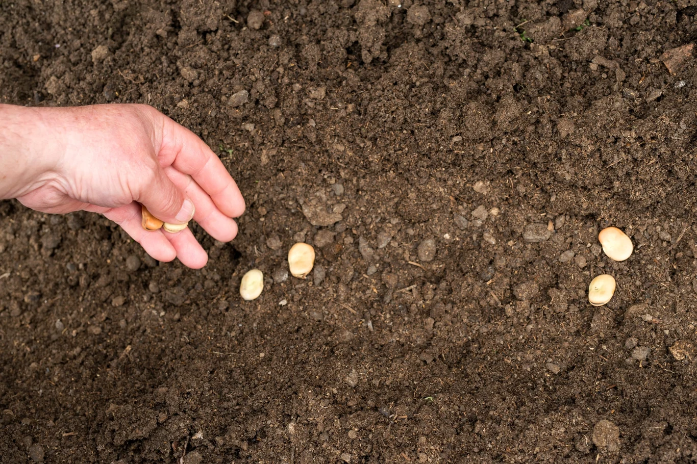 ręka rozsypująca kilka dużych nasion na świeżej, pulchnej glebie, przygotowanej do sadzenia
