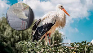 Mieszkańcy domu w woj. lubuskim zostali zaskoczeni przez wizytę bociana