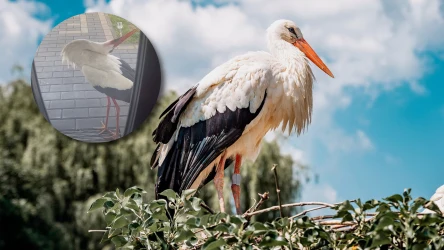 Mieszkańcy domu w woj. lubuskim zostali zaskoczeni przez wizytę bociana