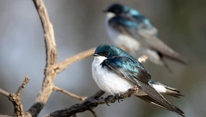 Intensywne ćwierkanie ptaków można usłyszeć do momentu, kiedy na świecie pojawią się pisklęta. Potem śpiew słyszany jest zdecydowanie rzadziej.
