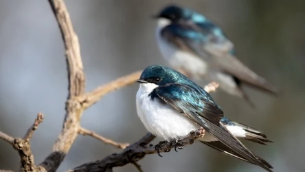 Intensywne ćwierkanie ptaków można usłyszeć do momentu, kiedy na świecie pojawią się pisklęta. Potem śpiew słyszany jest zdecydowanie rzadziej.