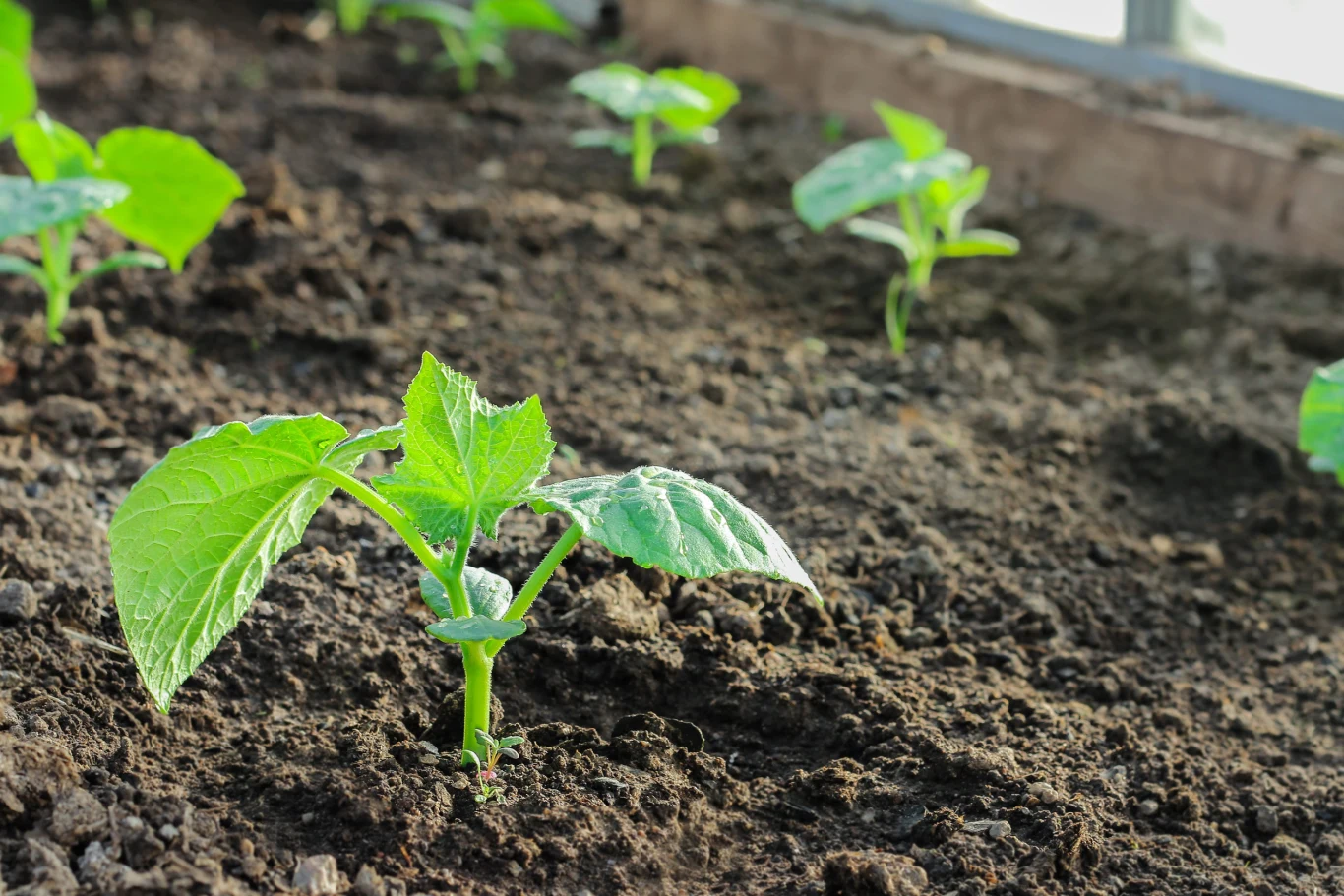 Przygotowana gleba to gwarancja świetnej uprawy ogórków. Przygotowana gleba to gwarancja świetnej uprawy ogórków.