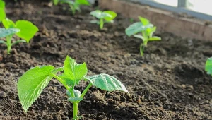 Duet idealny na wzmocnienie gleby wiosną. Ogórki będą rosły wyśmienicie