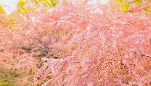 Różowa mgiełka kwiatów? Zobaczymy taką, jeśli zasadzimy w ogrodzie tamaryszka