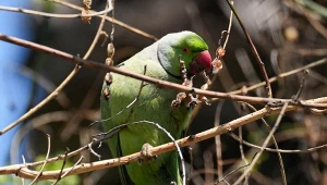 Aleksandretta obrożna zamieszkuje środkową Afrykę i Półwysep Indyjski z Cejlonem