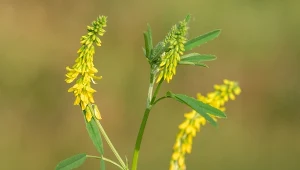 Nostrzyk żółty to nie tylko roślina miododajna. Co można nią wyleczyć?