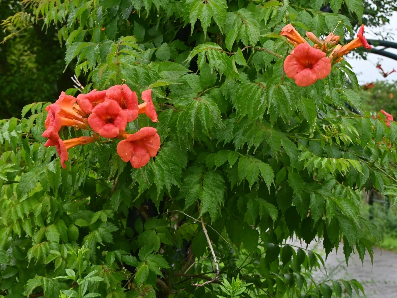 Pomarańczowe, trąbkowate kwiaty milinu amerykańskiego wyrastające na tle gęstych, zielonych liści pnącza.