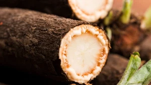 To może być świetny zamiennik ziemniaków w daniach obiadowych