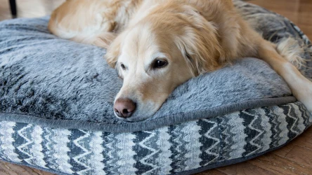 Dlaczego pies kręci się przed spaniem?