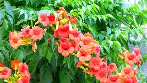 Milin amerykański to dekoracyjne pnącze, które zasłoni wszystko, co zechcesz