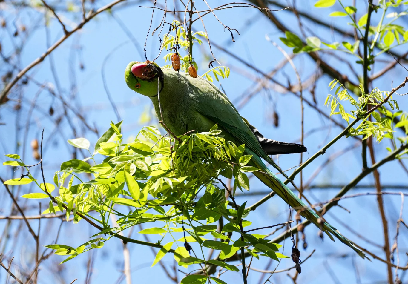 Zielona papuga z czerwonym dziobem siedząca na gałęzi wśród świeżych liści, otoczona jasnym, niebieskim niebem i delikatnymi, nagimi gałązkami drzew.