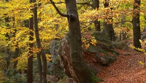 Kamień Mnichowski znajdujący się na terenie Sieradowickiego Parku Krajobrazowego