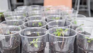 3 łyżki, by pomidor miał grubą łodygę. Korzeń też się wzmocni