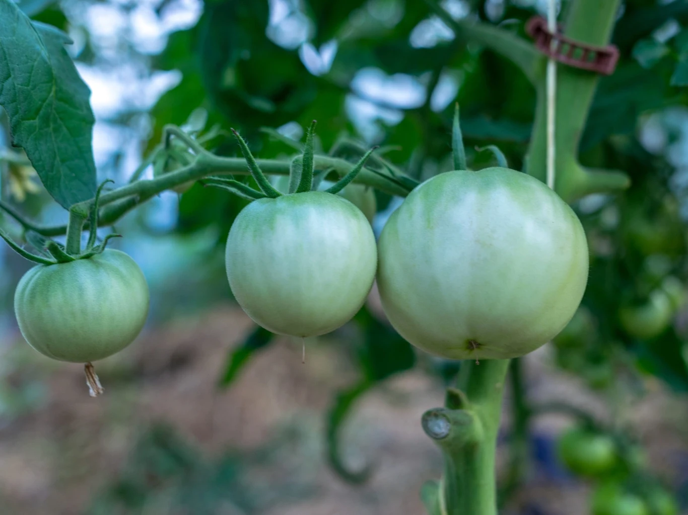 zielone, niedojrzałe pomidory wiszące na łodydze rośliny, otoczone zielonymi liśćmi