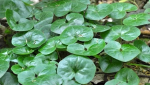 Jak uprawiać kopytnik pospolity i wykorzystać jego moc w ogrodzie?