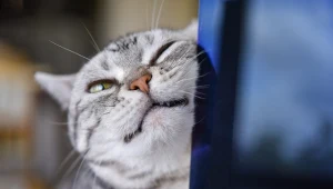 Naukowcy mają dowody: Koty wykorzystują ponad 270 wyrazów twarzy