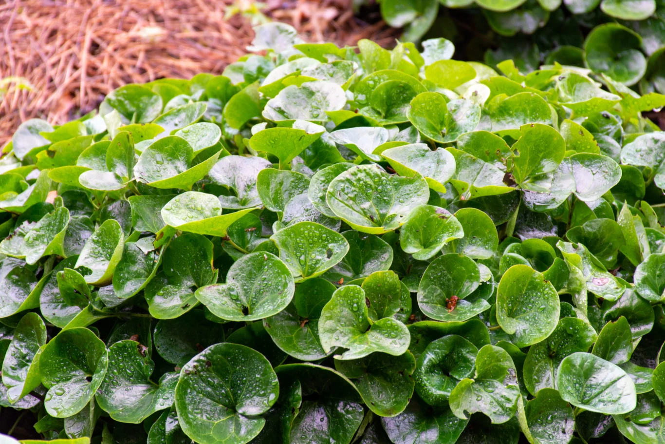 soczysta zielona kępa liści o okrągłym kształcie, pokryta kroplami wody po deszczu, tworząca zwartą i błyszczącą warstwę roślinną