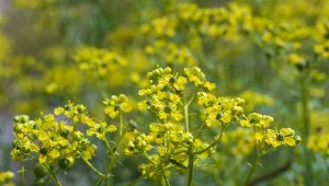 Ruta zwyczajna – właściwości lecznicze, uprawa i zastosowanie w ogrodzie