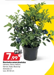 Borówka amerykańska Sierra