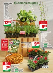 Smaki na każdy dzień – Dino