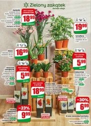 Smaki na każdy dzień – Dino