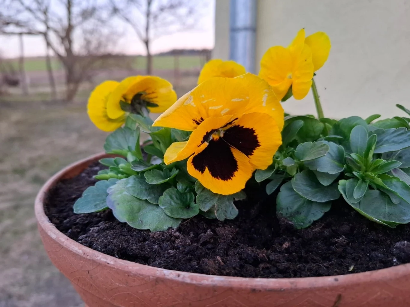 Żółte bratki z ciemnobrunatnym środkiem rosnące w brązowej doniczce, na tle ogrodu i fragmentu budynku.