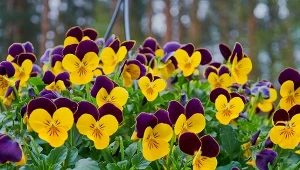 Proste odżywki potrafią wyraźnie wzmocnić bratki i poprawić ich kwitnienie