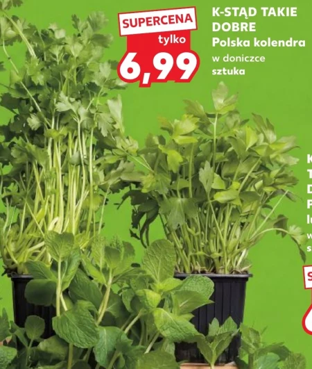 Коріандр у горщику K-Stąd Takie Dobre