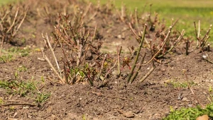 Po przycięciu rozsyp wokół róż. Nabiorą energii i będą kwitły bajecznie
