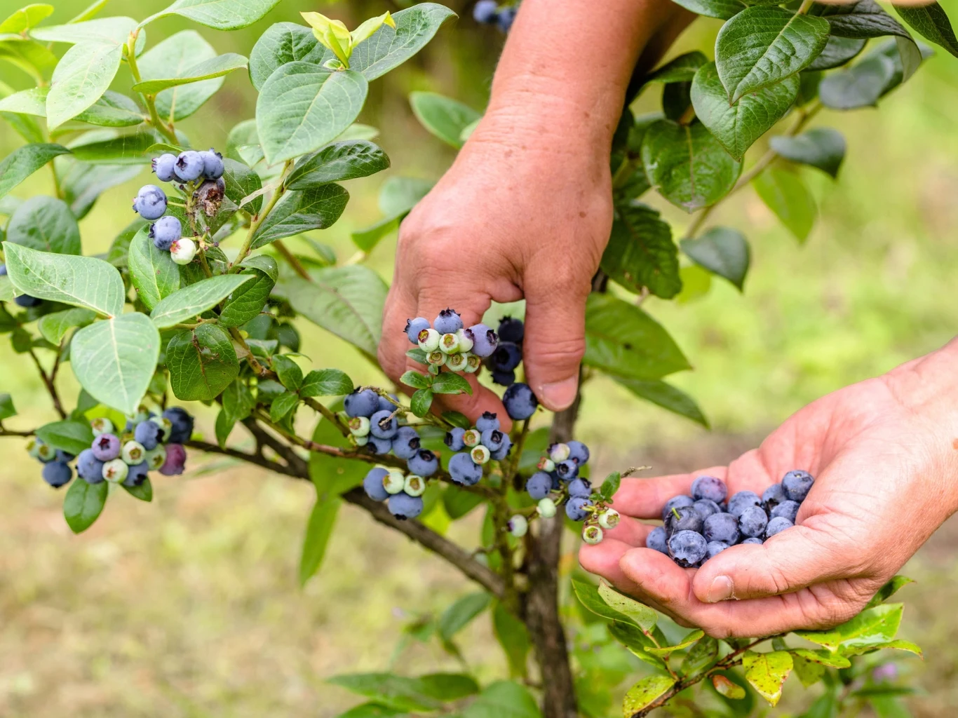 Jak nawozić borówkę amerykańską na wiosnę, by dobrze owocowała? Ręka zbierająca dojrzałe jagody borówki amerykańskiej z krzaka, drugą dłonią podtrzymywane owoce.