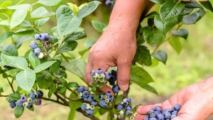 Żaden nawóz nie sprawdzi się lepiej. Zbierzesz wiadra borówek 
