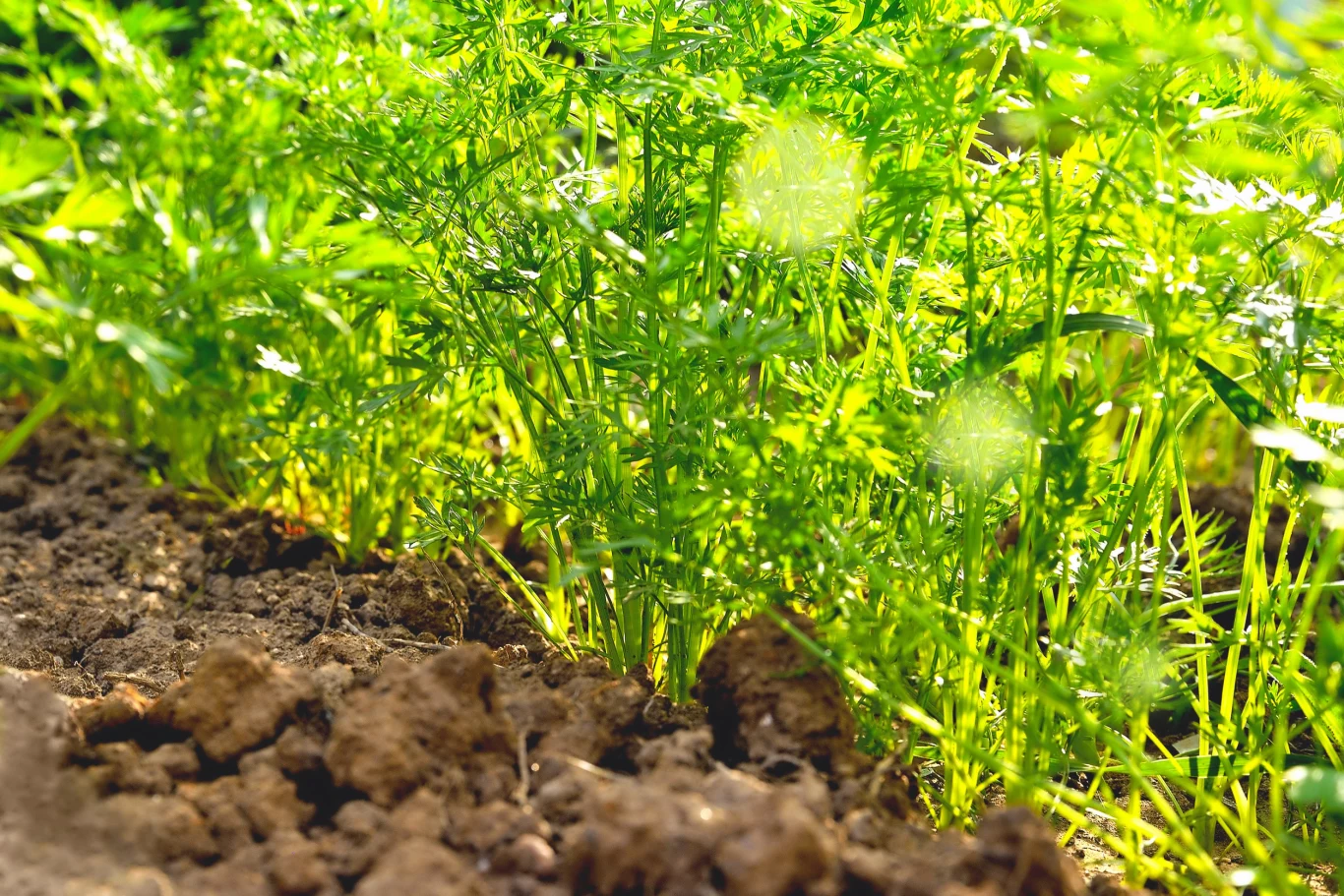 młode liście marchwi rosnące gęsto na grządkach, w otoczeniu wilgotnej, ciemnej ziemi ogrodowej