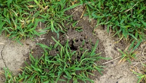 Jak poradzić sobie z mrówkami w ogrodzie?