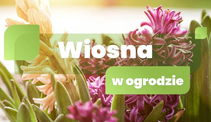 Wiosna w ogrodzie