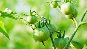 Naturalne odżywki do pomidorów. W sezonie rośliny będą obficie owocować