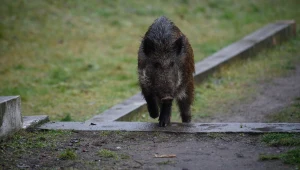 Dziki coraz śmielej krążą po Warszawie. Sposób ich odławiania jest jednak co najmniej kontrowersyjny