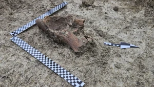 S17 Zamość Południe - Tomaszów Lubelski, odkryty przez archeologów fragment miednicy mamuta. | Fot. APB Thor 