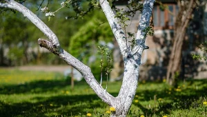 Ani mszyc, ani mrówek na czereśni. Wystarczy posmarować pień