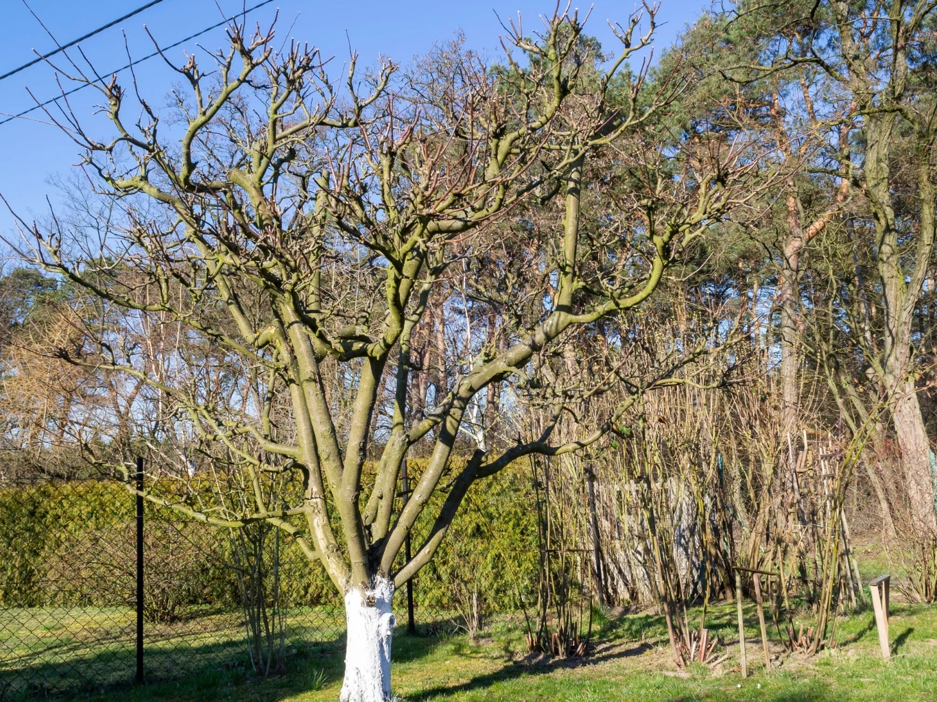 drzewo owocowe po cięciu, pokryte białą farbą na pniu, otoczone zielonym trawnikiem oraz żywopłotem, w tle krzewy i sosny