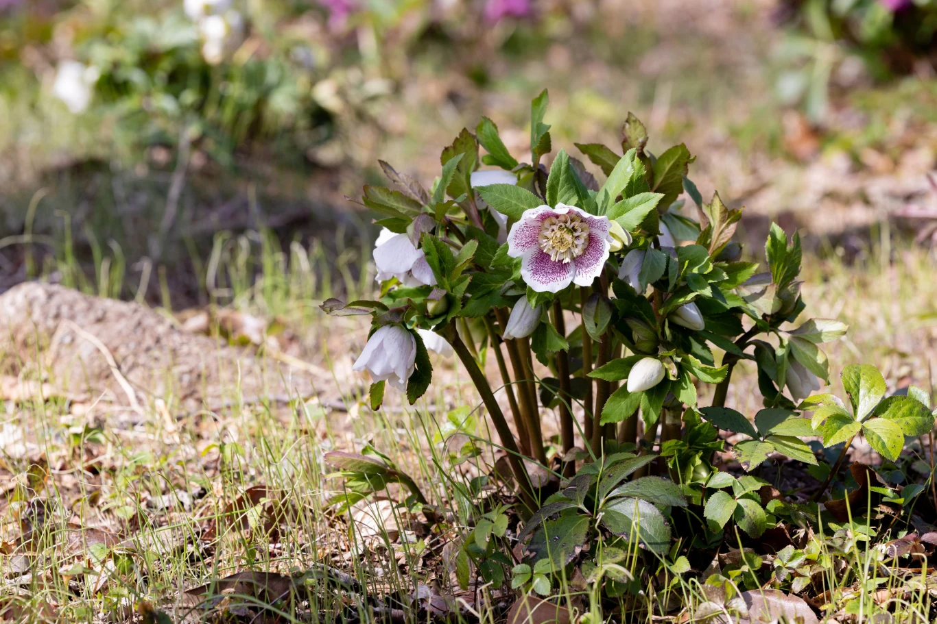 Co warto zrobić po zimie by zregenerować ciemierniki? Ciemiernik potrzebuje tych prostych zabiegów, by utrzymać kondycję po zimie.