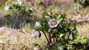 Rozsyp teraz wokół ciemierników. Będą kwitły obficiej i znacznie dłużej