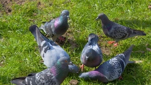Gołębie w ogrodzie mogą stać się uciążliwym kłopotem
