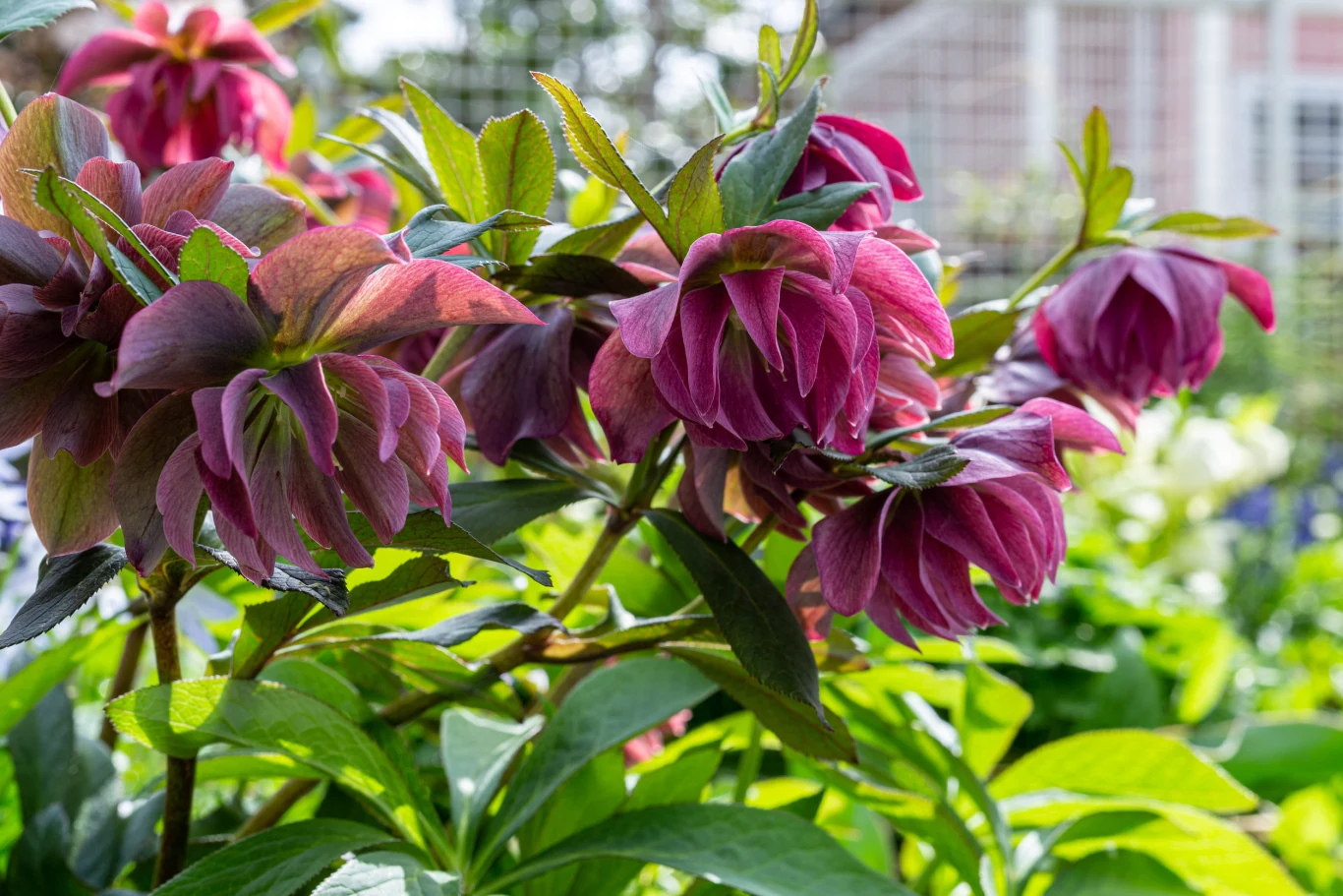 Ciemierniki już wczesną wiosną są piękną ozdobą ogrodu. intensywnie różowe kwiaty o pełnych płatkach otoczone soczyście zielonymi liśćmi, dookoła widoczna bujna roślinność ogrodowa