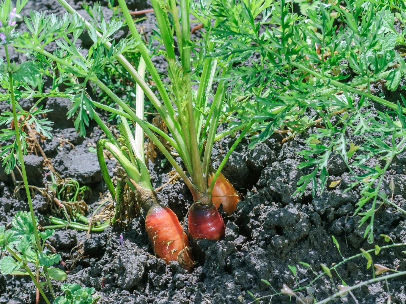 Trzy marchewki wyrastające z ziemi, otoczone zielonymi liśćmi na tle ciemnej, wilgotnej gleby.