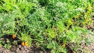 Połyśnica marchwianka nie zaatakuje. Podlej marchew ziołowym wywarem